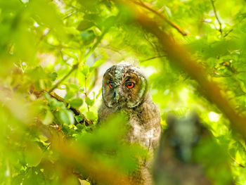 Close-up of owl on tree