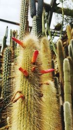 Close-up of succulent plant