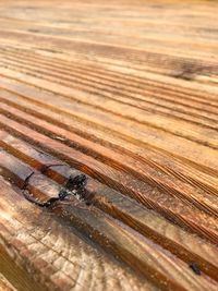 Close-up of lizard on wood