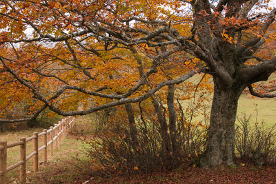 View of autumnal trees in the forest