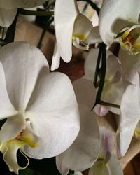 Close-up of flowers blooming outdoors