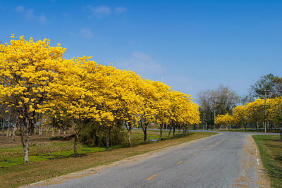Yellow flowering plants by road against sky during autumn