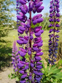 Close-up of purple flowering plants