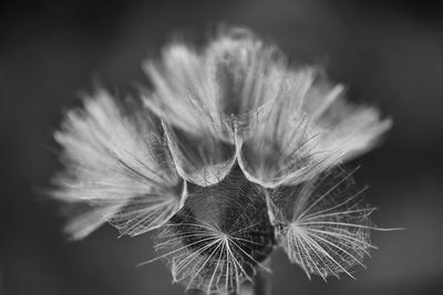 Close-up of dandelion flower