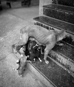 High angle view of dog sitting in city