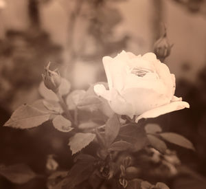 Close-up of rose plant