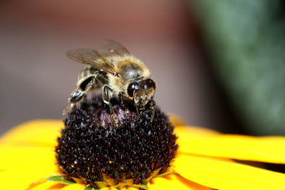 Close-up of bee pollinating on flower