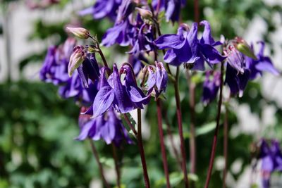 Close-up of purple flowering plants