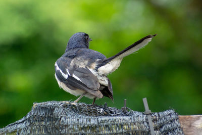 Close-up of bird perching on wooden post