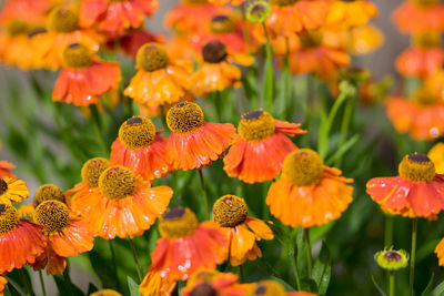 Close-up of honey bee on flowering plant