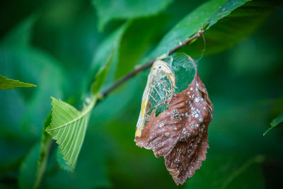 Close-up of green leaves