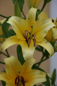 Close-up of yellow flower blooming outdoors