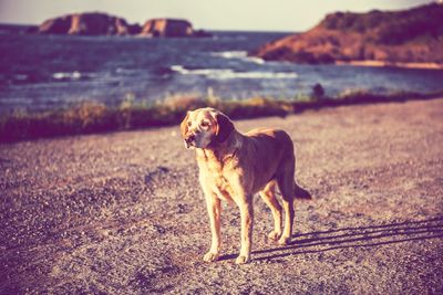 Close-up of dog