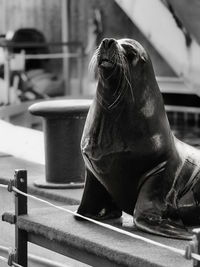 Sea lion on pier at harbor