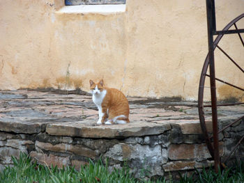 Cat on brick wall