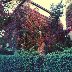 Plants growing on a wall
