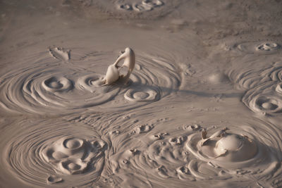 High angle view of birds swimming in lake