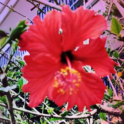 Close-up of red hibiscus blooming outdoors