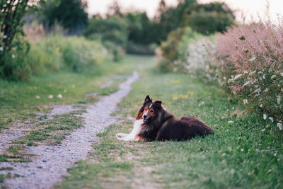 Sheltie in the field