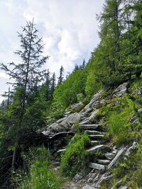 Low angle view of trees in forest against sky