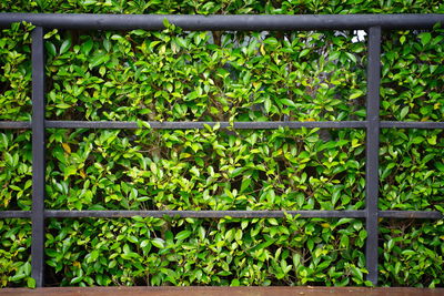 Full frame shot of plants growing on field