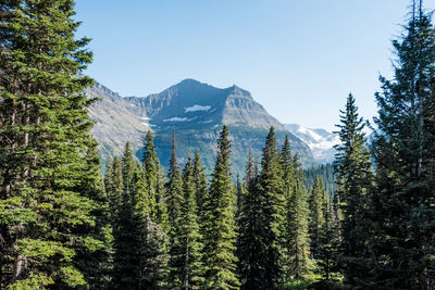 Scenic view of pine trees against clear sky