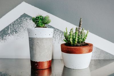 Close-up of potted plant on table