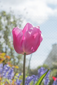 Close-up of pink tulip flower