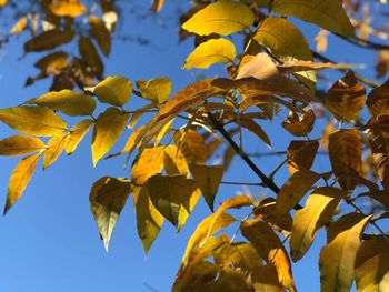Low angle view of tree against sky during autumn