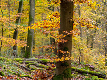 Trees growing in forest during autumn