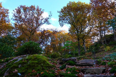 Trees in forest