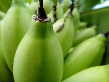 Close-up of fruit