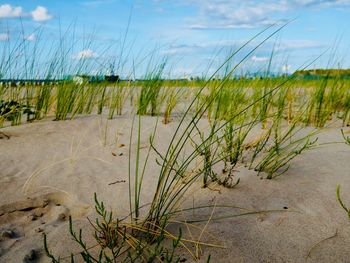 Plants growing on land against sky