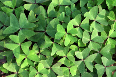Full frame shot of leaves on field