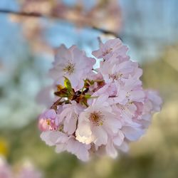 Close-up of pink cherry blossoms