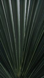 Full frame shot of palm leaf