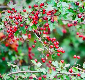 Close-up of red berries growing on tree