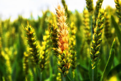 Close-up of stalks in field