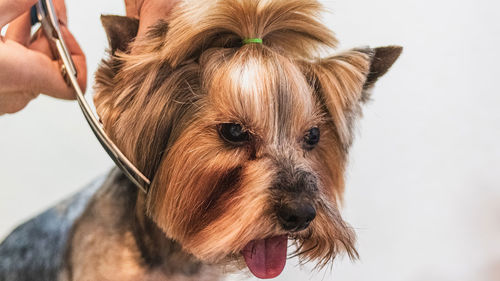 Close-up of dog against white background