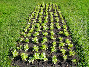 High angle view of plants growing on field