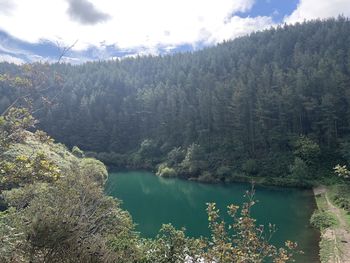 Scenic view of lake by trees in forest