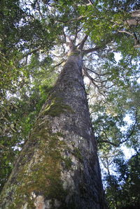 Low angle view of trees in forest