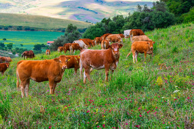 Cows on field