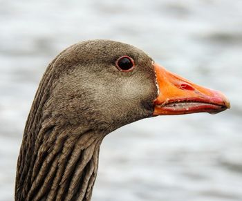 Close-up of a bird