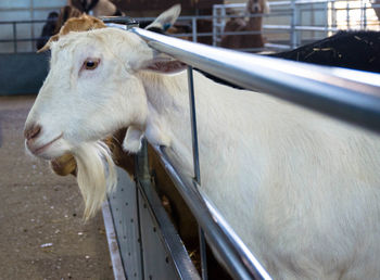 Close-up goats in animal pen