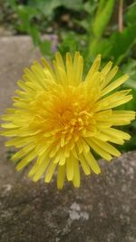 Close-up of yellow flower