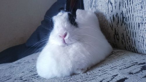 Close-up of cat resting