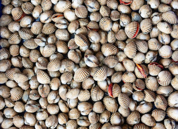 Full frame shot of shells