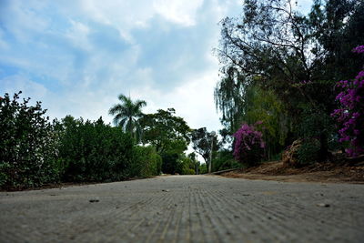 Surface level of road against trees in city