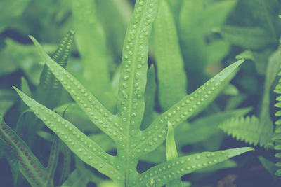 Close-up of raindrops on grass